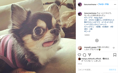 西内まりや 愛犬 ティアラ ペット 犬 Instagram インスタ 犬垢 死
