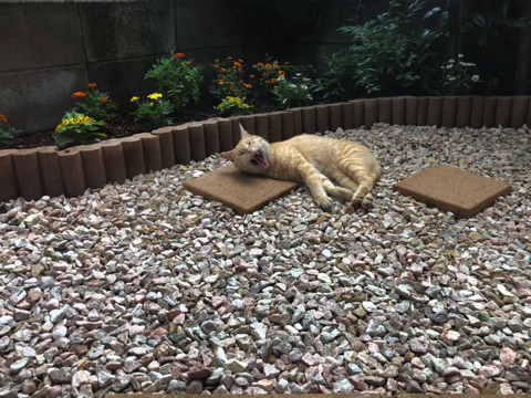 毎日庭に現れ シャー とあいさつをする猫 徐々に距離が縮まる様子に注目が集まる ねとらぼ