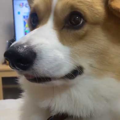 Nintendo Switch 消す 散歩を察する 犬 喜ぶ 表情 コーギー ラッキー
