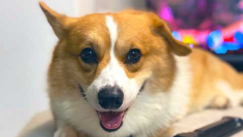 Nintendo Switch 消す 散歩を察する 犬 喜ぶ 表情 コーギー ラッキー