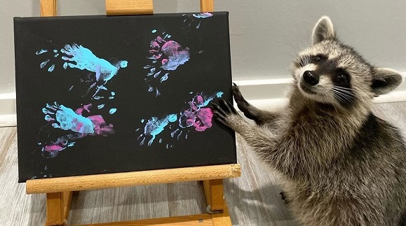 アライグマ画伯 見て見てー 赤ちゃんアライグマが描いたアートに どこで買える いくらなの の声 2 2 ねとらぼ