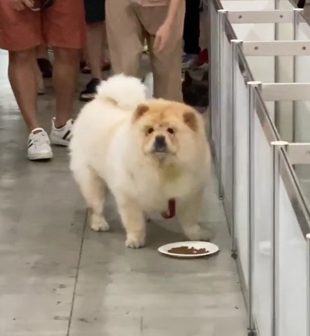 ゴールよりごはんだワン 初めてのレースに参加したチャウチャウ 食べ物の誘惑に負ける姿が爆笑を呼ぶ 1 2 ページ ねとらぼ