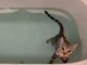「うちの猫、猫じゃない説」　お風呂にダイブ→ご機嫌でスイスイ歩く猫ちゃんに驚きの声