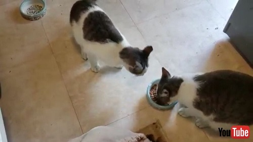 Two Cats Fight
