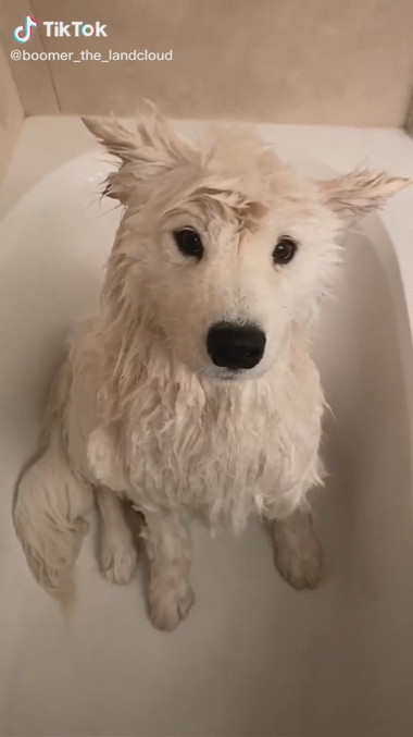 まるで別犬 お風呂に入ったサモエドがふわっふわモフモフな姿に 1 2 ねとらぼ