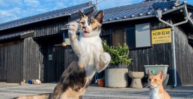 右フックにゃ 肉球見る 面白かわいいポーズを決める 立ち猫 さんの写真展が開催 ねとらぼ