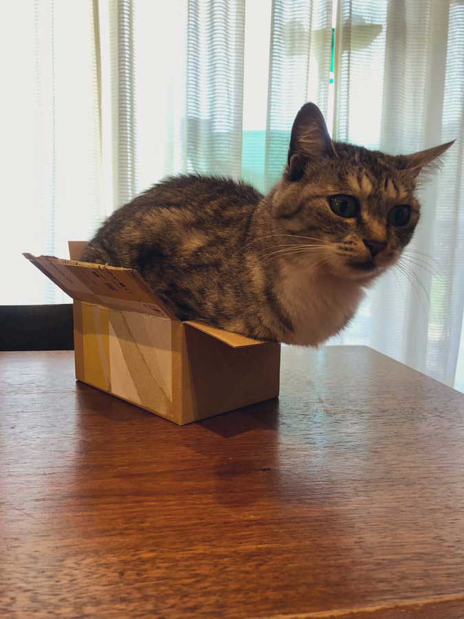 猫さん 入れない箱なんてないんですよ 小さい箱にむりやり入った猫の姿がシュールでかわいい ねとらぼ