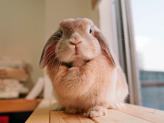 どうやって食べるのー 初めてのさくらんぼを食べようと頑張るウサギさんがかわいい ねとらぼ