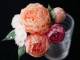 「つまみ細工の概念変わった」　日本の伝統工芸「つまみ細工」で作られたリアルな花に驚きと美しいの声