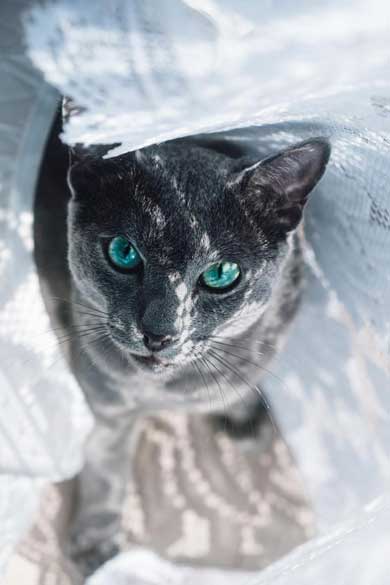 美しすぎる 猫 美猫 きれい ロシアンブルー 写真