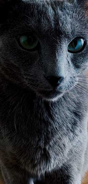 美しすぎる 猫 美猫 きれい ロシアンブルー 写真