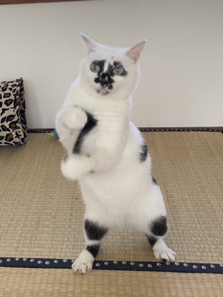 猫 ジャカジャカジャン 踊っているような猫ちゃんのポーズがかわいすぎて笑っちゃう ねとらぼ