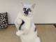 猫「ジャカジャカジャン♪」　踊っているような猫ちゃんのポーズがかわいすぎて笑っちゃう