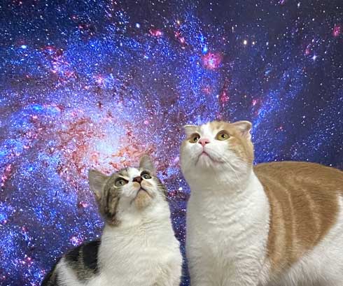 猫 テレビを宇宙に スペースキャット