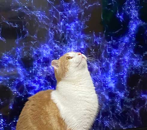 猫 テレビを宇宙に スペースキャット