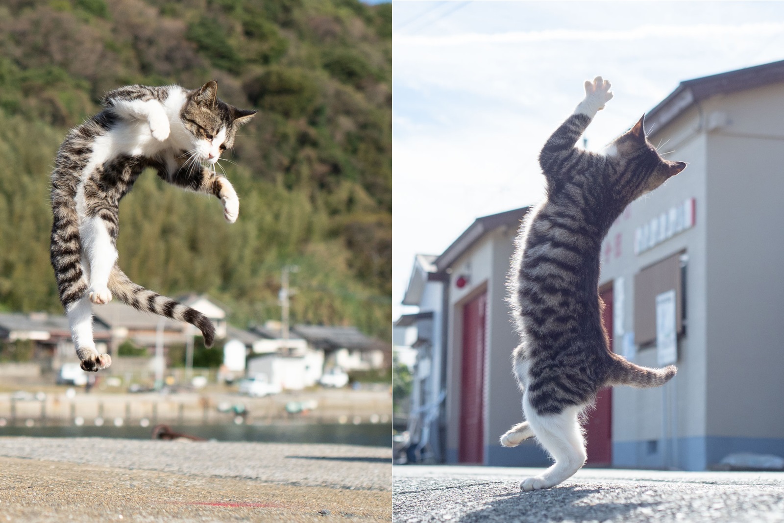 明らかに一匹 他と格が違うのが混じってる 拳法の達人 みたいな猫ちゃんが目撃される 1 2 ページ ねとらぼ