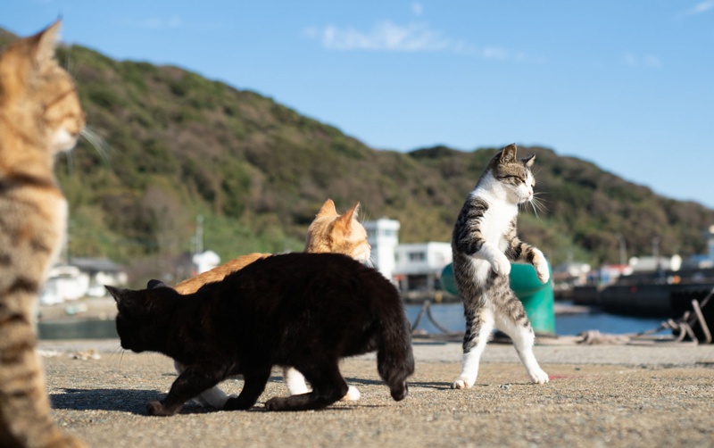 明らかに一匹 他と格が違うのが混じってる 拳法の達人 みたいな猫ちゃんが目撃される 1 2 ページ ねとらぼ