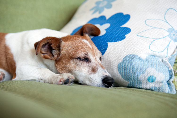 犬 もう一度見直そう この時期に気をつけたい 部屋の中に潜む危険 ねとらぼ