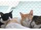 75匹の猫が暮らす別府「新玉旅館」が窮地に　保護猫たちの命を守る活動資金をクラウドファンディング中