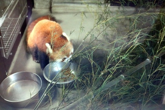 パンダ飼育の歴史の集大成 上野動物園の新施設 パンダのもり に行ってきた 1 2 ねとらぼ