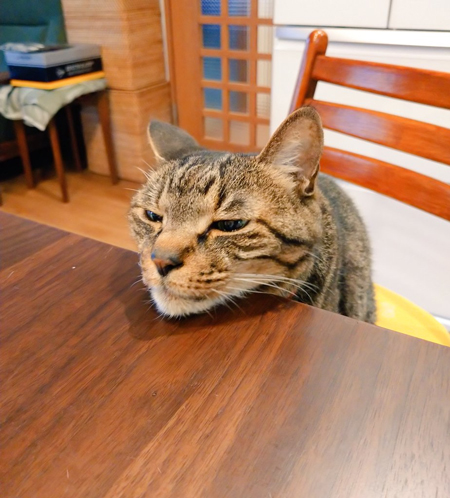 食卓には乗っちゃダメ 猫 あごならいいんでしょ 飼い主のご飯を狙う猫の絶妙な表情 ねとらぼ