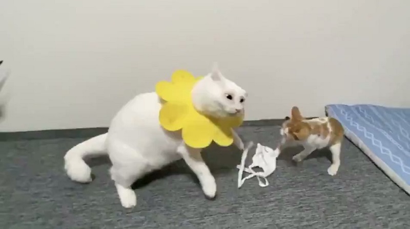 これは完成度の高い猫漫才 猫たちによる強烈なボケとツッコミに抱腹絶倒 ねとらぼ