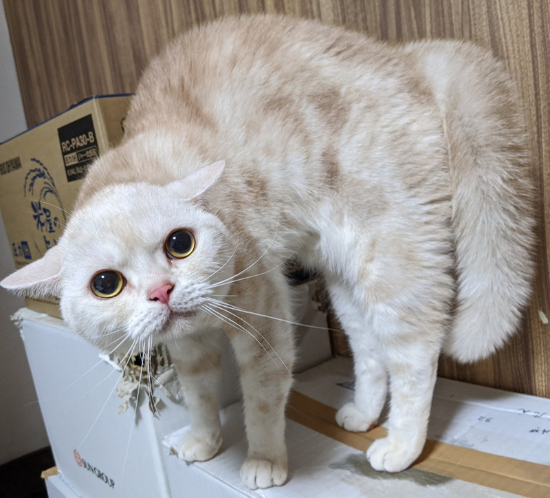 猫が雷雨にビビりまくり 別の生き物と化した 怖がる猫ちゃんが守りたくなるかわいさ ねとらぼ