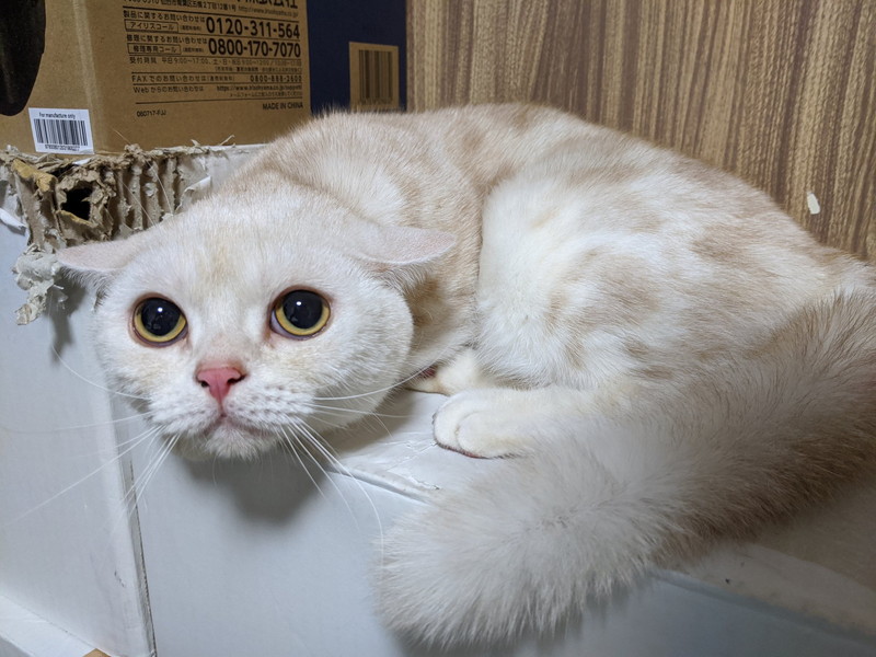 猫が雷雨にビビりまくり 別の生き物と化した 怖がる猫ちゃんが守りたくなるかわいさ ねとらぼ