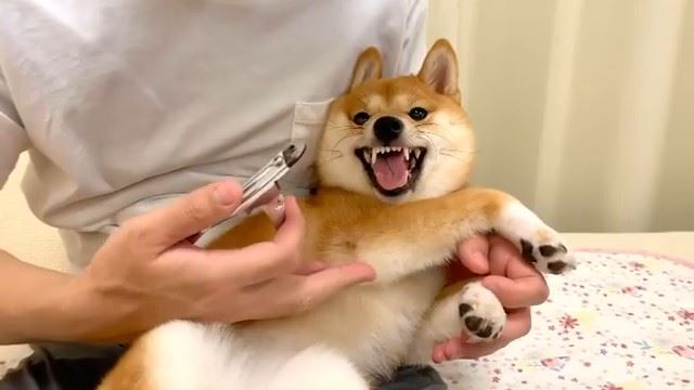 柴犬 それはまさか ムキーッ 苦手な爪切りを怒りながらも頑張る柴犬がかわいい ねとらぼ