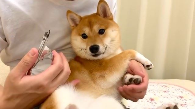 柴犬 それはまさか ムキーッ 苦手な爪切りを怒りながらも頑張る柴犬がかわいい ねとらぼ