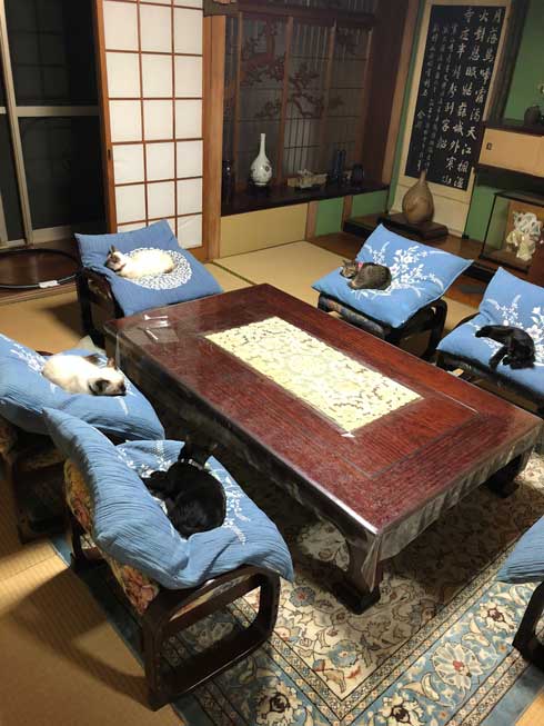 猫 幹部会議 椅子 寝る 家族