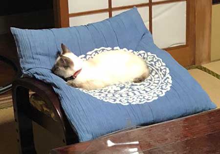 猫 幹部会議 椅子 寝る 家族