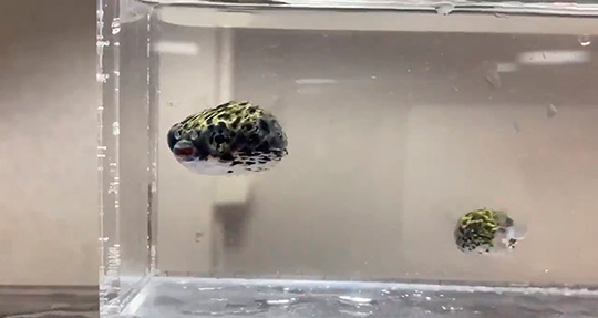 ハリセンボン エイッ エイッ 気泡遊びをするお魚さんの動画がとてもかわいい ねとらぼ