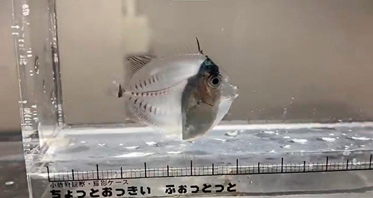 ハリセンボン エイッ エイッ 気泡遊びをするお魚さんの動画がとてもかわいい ねとらぼ