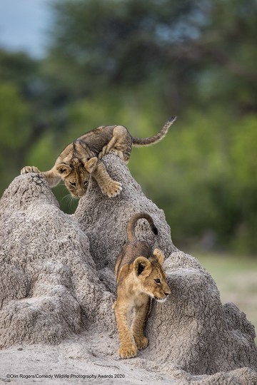 Comedy Wildlife