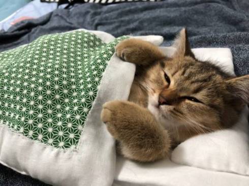 やっぱりお布団は最高だニャ 飼い主さんにもらったお布団で眠る子ネコがかわいすぎる ねとらぼ