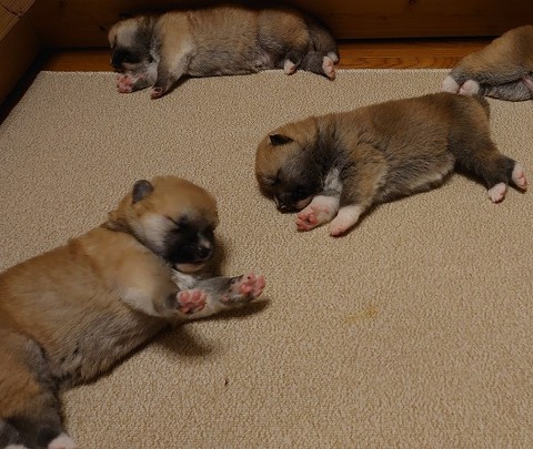 秋田犬の子犬たちがすやぁ ソーシャルディスタンスで熟睡するワンコの寝顔に癒やされる ねとらぼ