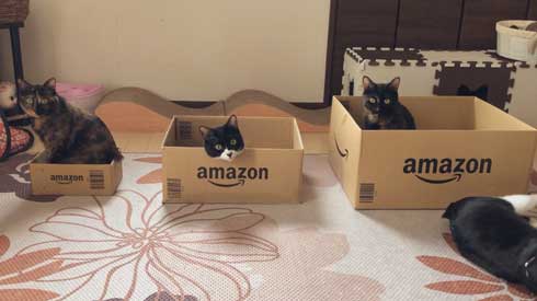 猫たちに 自分の好きな箱選んでね と言った結果が面白かわいい Amazonダンボール箱を前に3匹がとった行動は ガールズちゃんねる Girls Channel