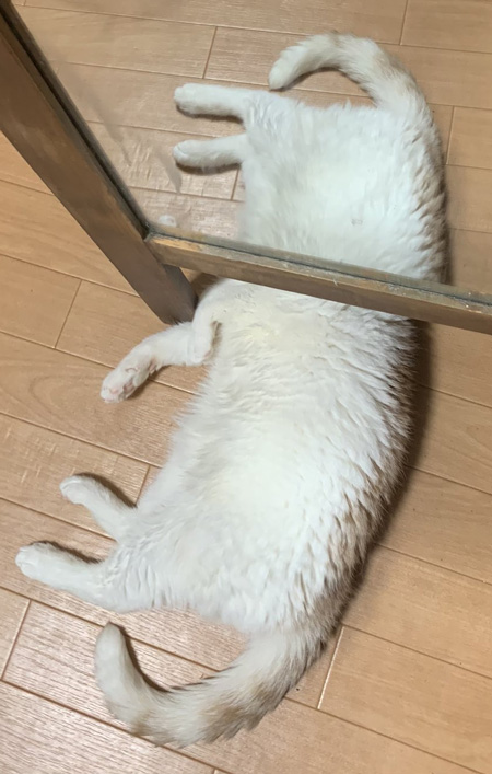 猫が鏡の下で寝た結果 モフモフかわいい 未確認生命体 が目撃される ねとらぼ