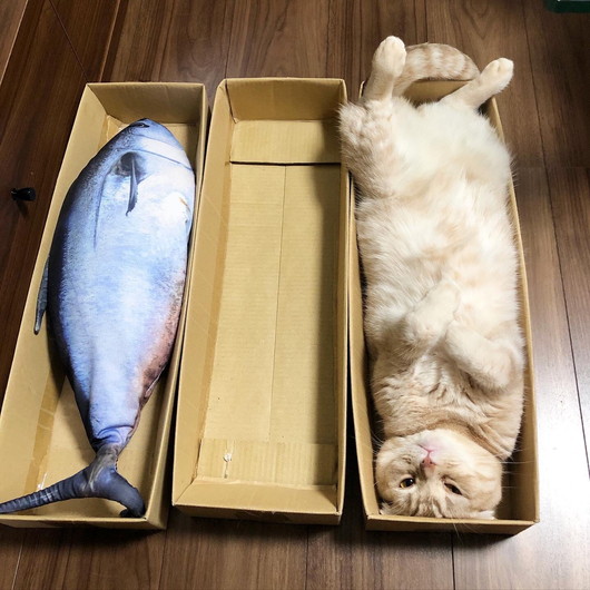 猫 真ん中あいてますニャ 段ボールにみっちり収まる猫ちゃんが 出荷前の魚 のようでかわいい ねとらぼ