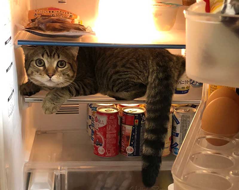 卵を冷蔵庫に長時間放置するとどうなりますか?