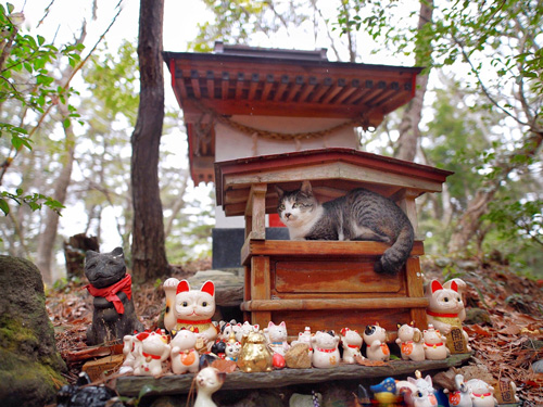 猫神様が姿を現した 祠の前で雨宿りする猫ちゃんたちが神々しい雰囲気を放っている ねとらぼ