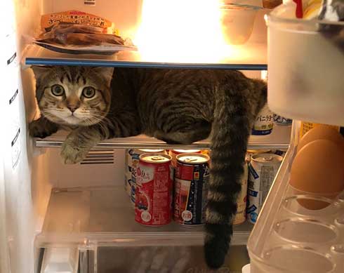 冷蔵庫 お酒 卵 猫 入っちゃう いたずら 猫の卵とじ丼