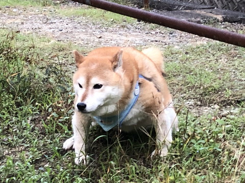 どすこいーぬ お相撲さんみたいなワンコに つよい かっこよくてかわいい と絶賛の嵐 ねとらぼ