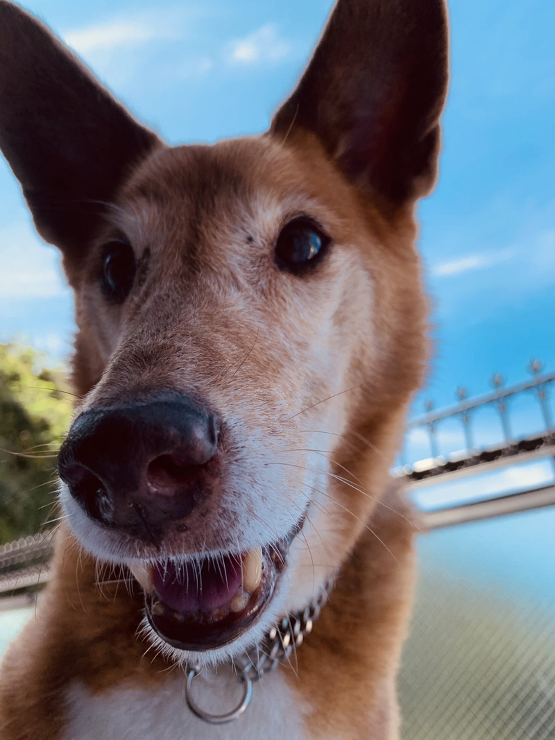 犬 パンくれるの もらえないのか 笑顔からふてくされた表情に変化するワンコがかわいい ねとらぼ