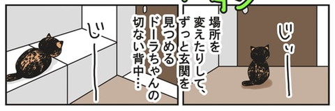 飼い主が外出中 じっと玄関を見つめるサビ猫 でも帰ってくると ツンデレな猫漫画にキュンとくる ねとらぼ