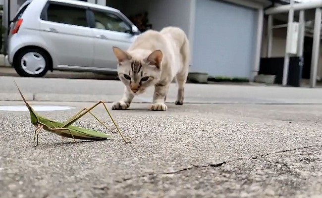 猫がバッタにロックオン 絶体絶命のその時……!! 意外なオチが 