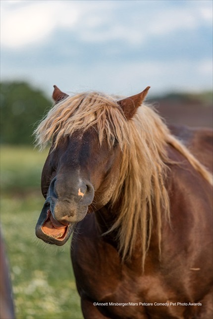 Comedy Pet Photography Awards