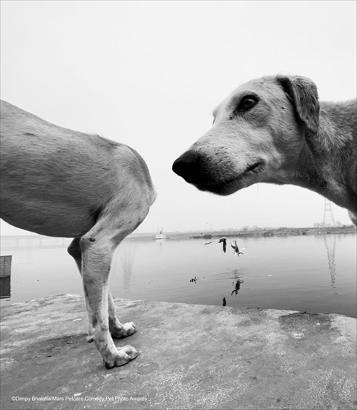 Comedy Pet Photography Awards