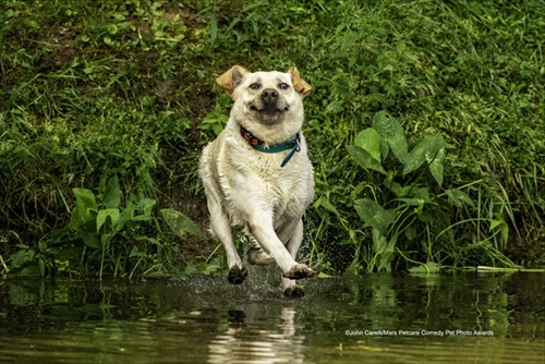 Comedy Pet Photography Awards